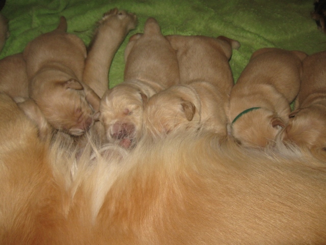 Wonderland's Golden Retrievers, Melrose, Florida, Golden Retriever ...