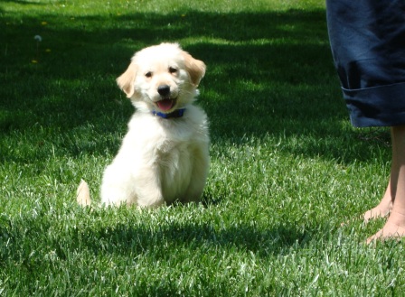 fiddlehead farm golden retrievers